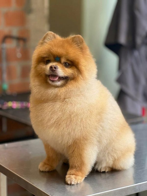 Barbas, el perro secreto de Barbacan