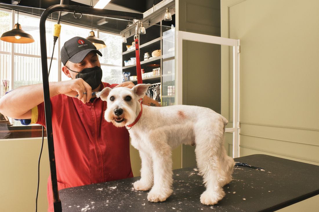 Groomer de Barbacan trabajando con un schnauzer sobre la mesa