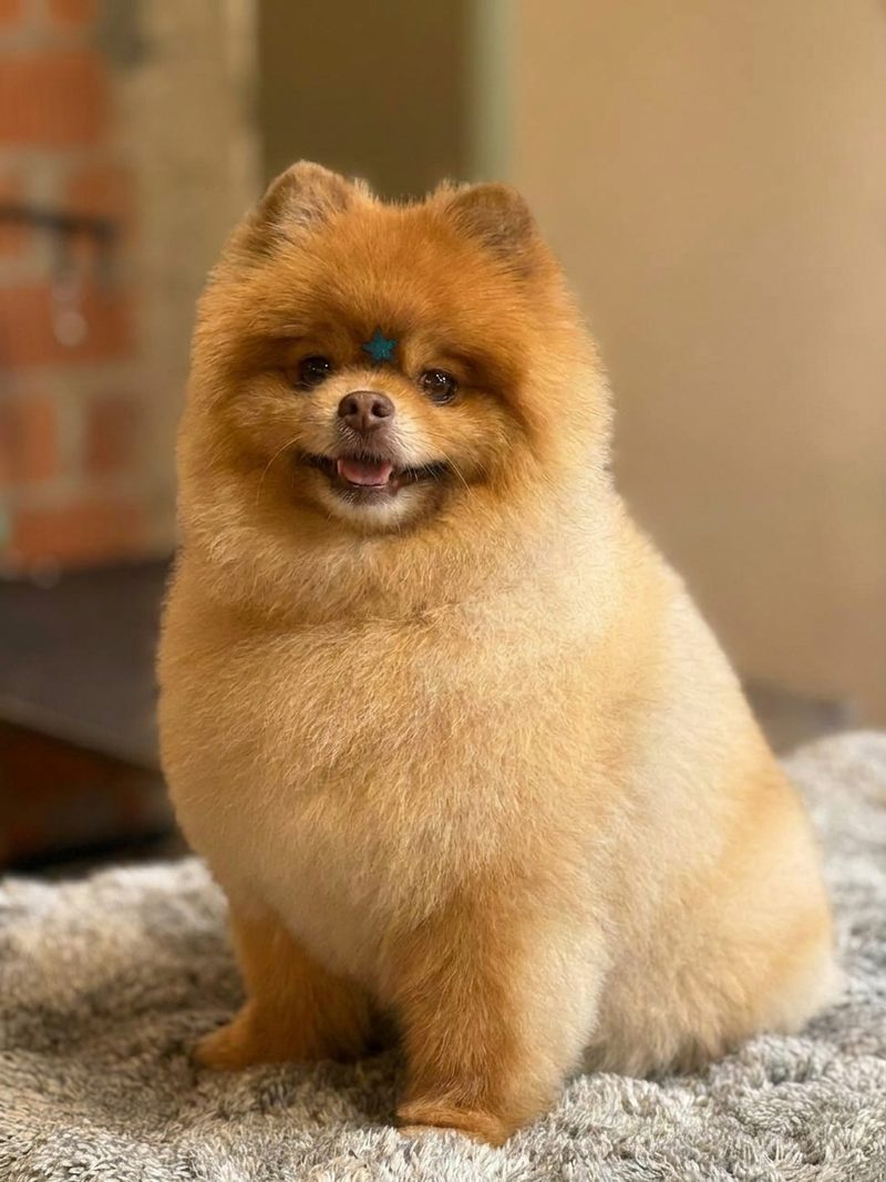 Pomerania recién salido de su experiencia de grooming en Barbacan
