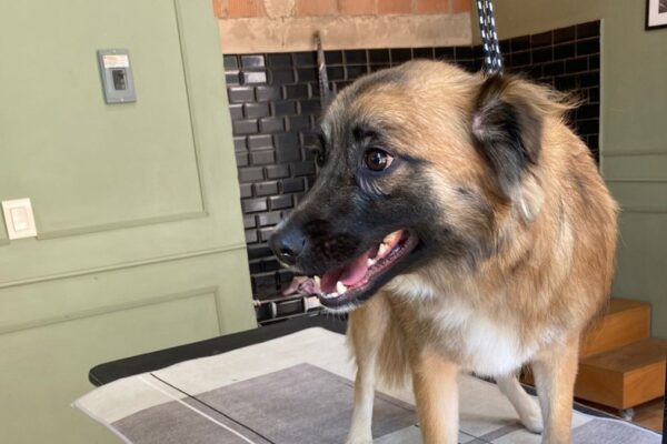 estética canina precios CDMX grooming sin jaulas Barbacan Polanco