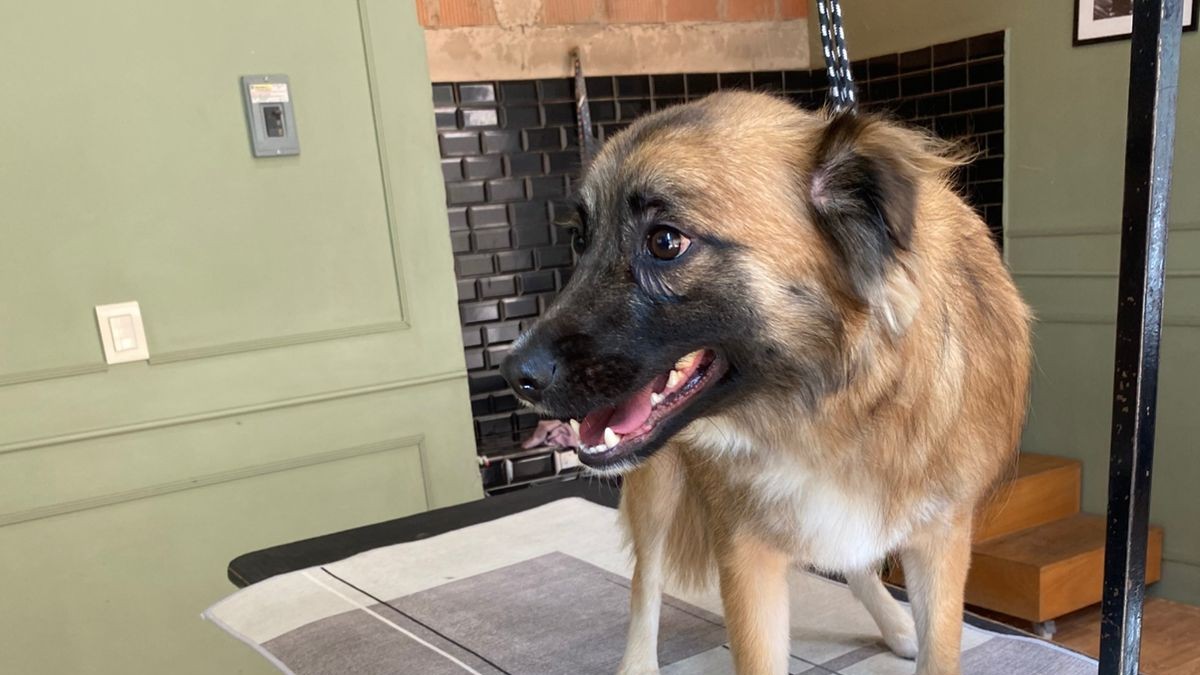 estética canina precios CDMX grooming sin jaulas Barbacan Polanco