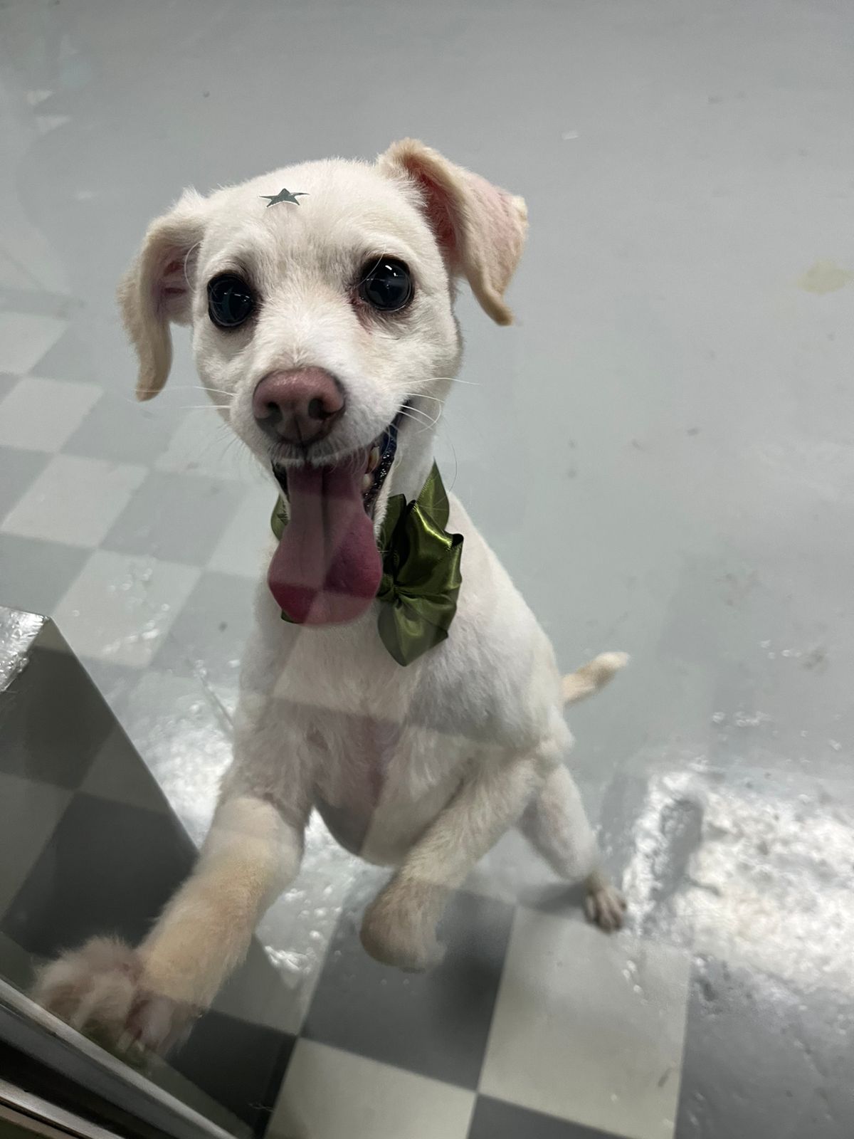 perro feliz después de grooming sin jaulas Barbacan CDMX
