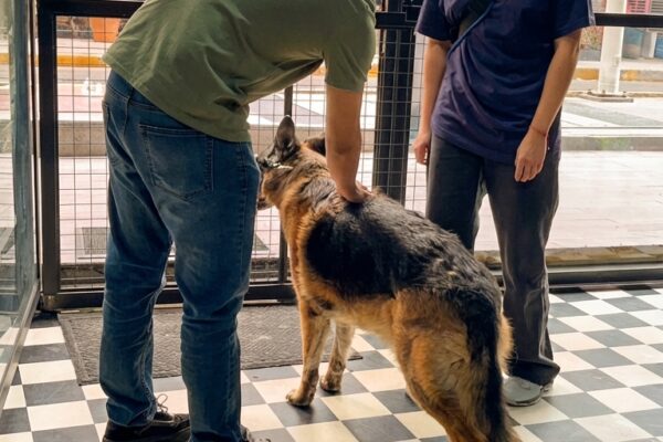 veterinaria y estética canina revisión grooming profesional sin jaulas Barbacan