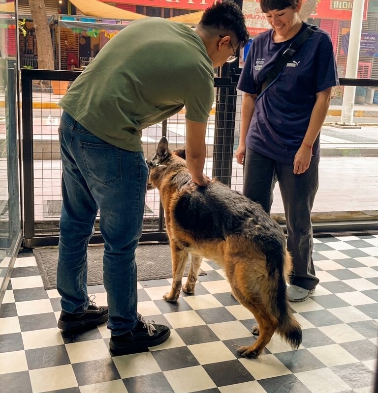 veterinaria y estética canina revisión grooming profesional sin jaulas Barbacan